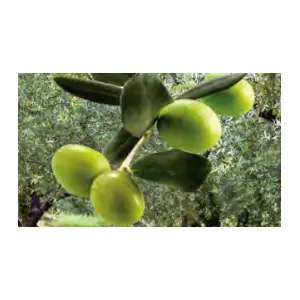 olives vertes